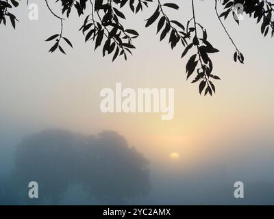 Nebliger Herbstsonnenaufgang über Rye Farm Fields, Abingdon. Das Hotel liegt direkt neben der Themse, so dass Nebel vom Fluss wundervolle Herbstsonnenaufgänge erzeugen kann, wenn der Fluss absteigt Stockfoto