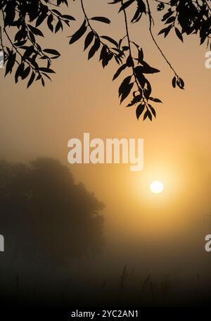 Nebliger Herbstsonnenaufgang über Rye Farm Fields, Abingdon. Das Hotel liegt direkt neben der Themse, so dass Nebel vom Fluss wundervolle Herbstsonnenaufgänge erzeugen kann, wenn der Fluss dampft Stockfoto