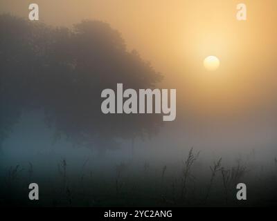 Nebliger Herbstsonnenaufgang über Rye Farm Fields, Abingdon. Das Hotel liegt direkt neben der Themse, so dass Nebel vom Fluss wundervolle Herbstsonnenaufgänge erzeugen kann, wenn der Fluss dampft Stockfoto