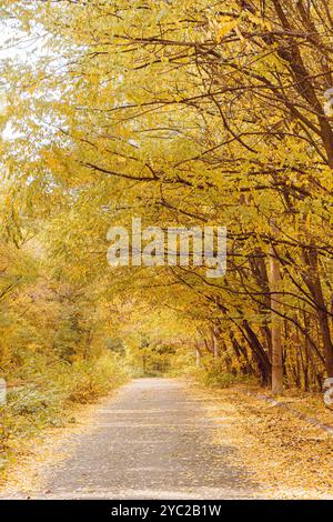 Ein gewundener Pfad führt durch einen ruhigen Wald, umgeben von Bäumen, die mit leuchtend gelben Blättern geschmückt sind. Der Boden ist mit gefallenem Laub bedeckt Stockfoto