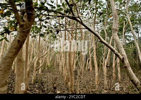 Eine Teakholzplantage während der Trockenzeit in Tabundung, Ost-Sumba, Ost-Nusa Tenggara, Indonesien. Stockfoto