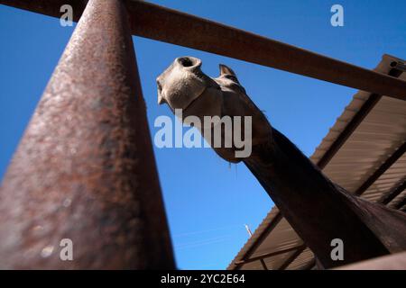 Ich schaue durch das Tor auf die Unterseite des Pferdekopfes Stockfoto