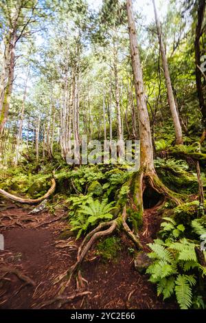 Tateshina Otaki Falls in Japan Stockfoto