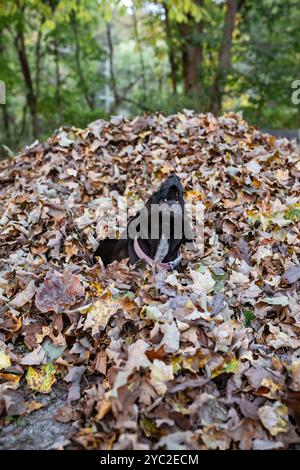 Blöder Familienhund, der im Hinterhof auf Blatthaufen spielt Stockfoto