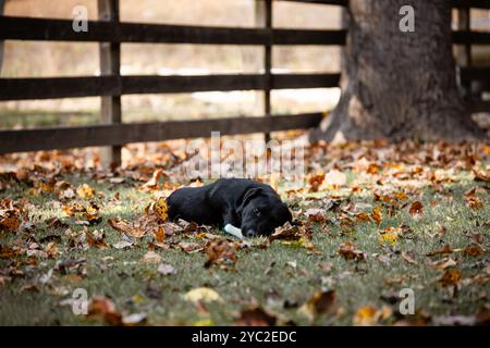 Junger Hund, der auf Spielzeug kaut, in Herbstlaub im Hof Stockfoto