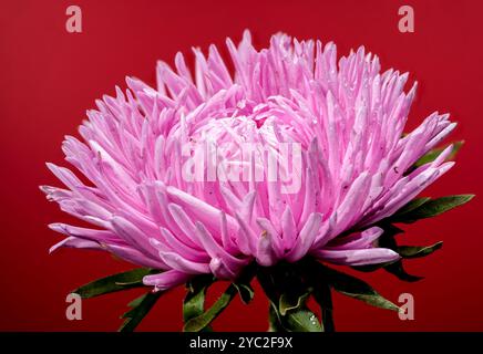 Blühende pinkfarbene Aster Lady Coral auf rotem Hintergrund Stockfoto