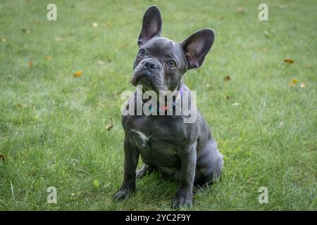 Ein junger französischer Bulldogge sitzt auf dem grünen Gras Stockfoto