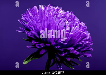 Blühende violette Aster Lady Coral auf lila Hintergrund Stockfoto