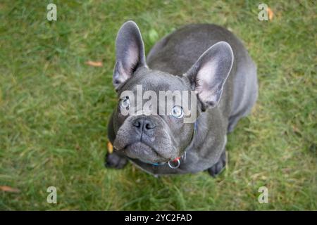 Ein junger französischer Bulldogge sitzt auf dem grünen Gras Stockfoto