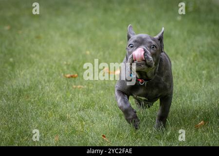 Ein junger französischer Bulldogge rennt auf das Kameraobjektiv zu Stockfoto