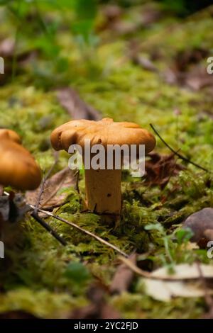 Chantrelle-Pilz und hellgrünes Moos. Stockfoto