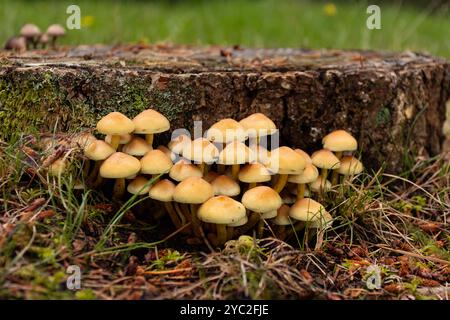 Kleine Pilzgruppen gegen Baumstumpf und Kiefernnadeln. Stockfoto