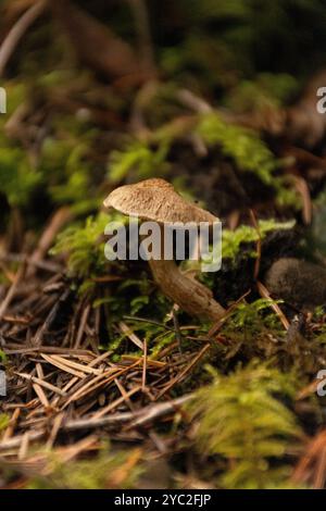 Kleiner brauner Pilz in Kiefernnadeln auf dem Waldboden. Stockfoto