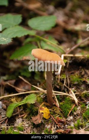 Zarter Pilz auf dem PNW-Waldboden. Stockfoto