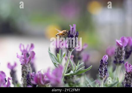 Biene schwebt über lila Lavendelblüten Stockfoto