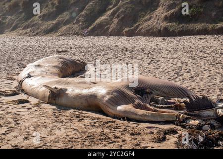 Verfaulender Wal am Strand, pochiert und zersetzt Stockfoto