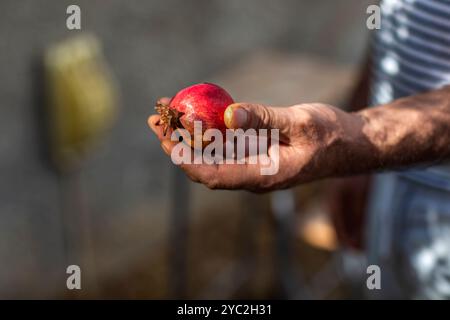 Nahaufnahme der Hand des Mannes mit Granatapfel an sonnigem Tag Stockfoto