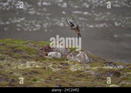 Bonxie - Great Skua im Flug, Rousay, Orkney, Schottland Stockfoto