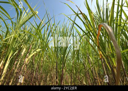 Zuckerrohrpflanze auf einer Plantage am Straßenrand in Karanganyar, Zentral-Java, Indonesien. Stockfoto