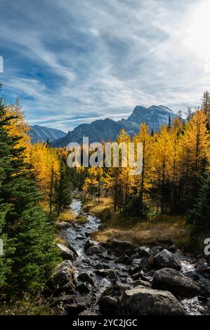 Bach fließt durch Wald aus gelben Lärchen in den Bergen von Banff. Stockfoto