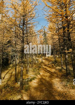 Wanderweg durch gelbe Lärchen im Larch Valley, Kanada. Stockfoto