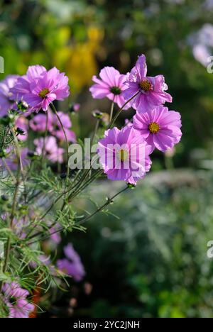 Rosa Kosmos Blumen in einem englischen Garten, norfolk, england Stockfoto