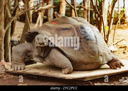 ZSL London Zoo, London, Großbritannien. Oktober 2024. 124 kg Priscilla, eine der 3 gefährdeten Galapagos-Riesenschildkröten auf der Waage des Londoner Zoos. Das Krafttraining ist ein wesentlicher Bestandteil der Beurteilung der Gesundheit und Entwicklung aller Tiere im Zoo durch das Team von Tierpflegern und Tierärzten. Quelle: Amanda Rose/Alamy Live News Stockfoto