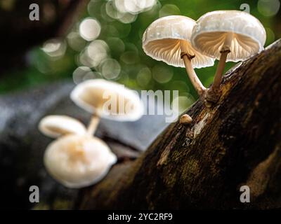 Nijmegen, Gelderland, Niederlande. Oktober 2024. Kleine Pilze wachsen direkt auf einem Baum. Es ist Herbst, das heißt, es gibt Pilze in Wäldern und Nationalparks in den Niederlanden. In den Niederlanden gibt es etwa 5.250 Pilzarten. Viele dieser Arten sind ernsthaft bedroht, und in den Niederlanden sind in den letzten Jahrzehnten etwa 200 Arten ausgestorben. Es ist die perfekte Jahreszeit, um Fotos von der Natur zu machen und Pilzjagd zu genießen. (Credit Image: © Ana Fernandez/SOPA Images via ZUMA Press Wire) NUR REDAKTIONELLE VERWENDUNG! Nicht für kommerzielle ZWECKE! Stockfoto