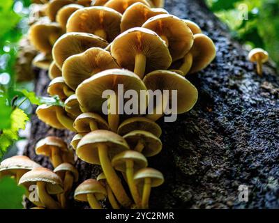 Nijmegen, Gelderland, Niederlande. Oktober 2024. Eine riesige Gruppe von Pilzen wächst auf einem Stamm. Es ist Herbst, das heißt, es gibt Pilze in Wäldern und Nationalparks in den Niederlanden. In den Niederlanden gibt es etwa 5.250 Pilzarten. Viele dieser Arten sind ernsthaft bedroht, und in den Niederlanden sind in den letzten Jahrzehnten etwa 200 Arten ausgestorben. Es ist die perfekte Jahreszeit, um Fotos von der Natur zu machen und Pilzjagd zu genießen. (Credit Image: © Ana Fernandez/SOPA Images via ZUMA Press Wire) NUR REDAKTIONELLE VERWENDUNG! Nicht für kommerzielle ZWECKE! Stockfoto