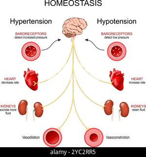 Homöostase bei Hypotonie und Hypertonie. Blutdruckregulation. Sympathisches und parasympathisches Nervensystem. Vektordiagramm Stock Vektor