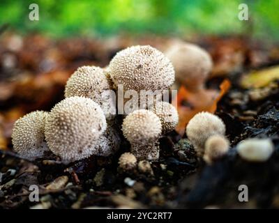 Nijmegen, Gelderland, Niederlande. Oktober 2024. Kleine runde Pilze wachsen auf dem Land. Es ist Herbst, das heißt, es gibt Pilze in Wäldern und Nationalparks in den Niederlanden. In den Niederlanden gibt es etwa 5.250 Pilzarten. Viele dieser Arten sind ernsthaft bedroht, und in den Niederlanden sind in den letzten Jahrzehnten etwa 200 Arten ausgestorben. Es ist die perfekte Jahreszeit, um Fotos von der Natur zu machen und Pilzjagd zu genießen. (Credit Image: © Ana Fernandez/SOPA Images via ZUMA Press Wire) NUR REDAKTIONELLE VERWENDUNG! Nicht für kommerzielle ZWECKE! Stockfoto