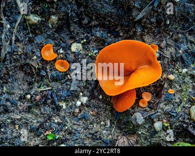 Nijmegen, Gelderland, Niederlande. Oktober 2024. Eigenartige Orangenpilze wachsen direkt auf dem Boden. Es ist Herbst, das heißt, es gibt Pilze in Wäldern und Nationalparks in den Niederlanden. In den Niederlanden gibt es etwa 5.250 Pilzarten. Viele dieser Arten sind ernsthaft bedroht, und in den Niederlanden sind in den letzten Jahrzehnten etwa 200 Arten ausgestorben. Es ist die perfekte Jahreszeit, um Fotos von der Natur zu machen und Pilzjagd zu genießen. (Credit Image: © Ana Fernandez/SOPA Images via ZUMA Press Wire) NUR REDAKTIONELLE VERWENDUNG! Nicht für kommerzielle ZWECKE! Stockfoto