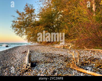 Herbstliche Bäume am Strand in der Nähe der Kreidefelsen auf Rügen an der Ostsee Stockfoto
