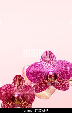 Orchideenblume vor rosa Hintergrund. Schonendes Konzept mit Kopierraum. Stockfoto