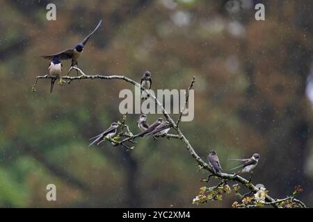 Sand Martin (Riparia riparia) mit zwei Scheunenschwalben (Hirundo rustica) Norfolk Mai 2024 Stockfoto