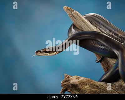 Eine Python windet sich um ein Stück Treibholz, dessen glatte Skalen das weiche Licht reflektieren. Stockfoto