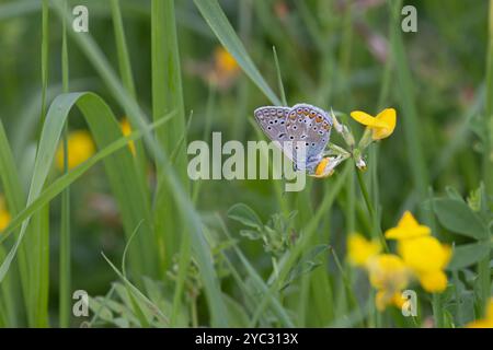 Gemeiner Blauer (Polyommatus icarus) Schmetterling unter Flügeln Schweiz August 2024 Stockfoto