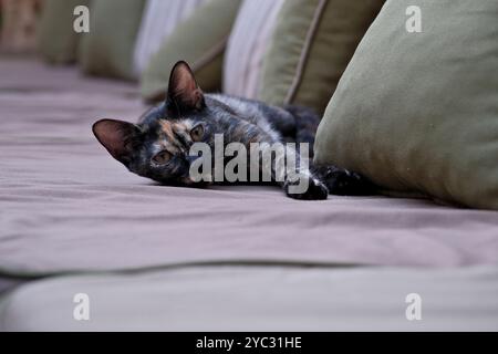 Die niedliche Calico-Katze liegt auf dem Sofa und schaut in die Kamera. Stockfoto