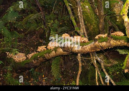 Am Stamm einer toten und gefallenen Silberbirke wachsen Klumpen aus umhülltem Holz. Im Herbst sind die Bedingungen perfekt für die Fruchtbildung von Pilzen Stockfoto