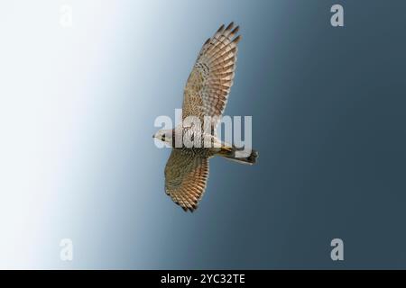 Graues Bussard-Kunstfoto Stockfoto