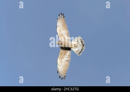 Grauer Bussard im Flug und tolle Details Stockfoto