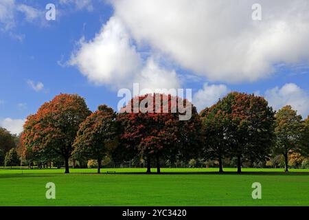 Farbenfrohe Herbstbäume in Llandaff Fields, Cardiff, South Wales, Großbritannien. Vom Oktober 2024 Stockfoto