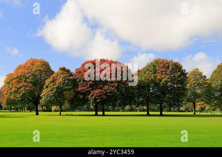 Farbenfrohe Herbstbäume in Llandaff Fields, Cardiff, South Wales, Großbritannien. Vom Oktober 2024 Stockfoto