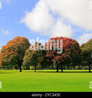 Farbenfrohe Herbstbäume in Llandaff Fields, Cardiff, South Wales, Großbritannien. Vom Oktober 2024 Stockfoto