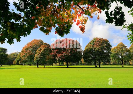 Farbenfrohe Herbstbäume in Llandaff Fields, Cardiff, South Wales, Großbritannien. Vom Oktober 2024 Stockfoto