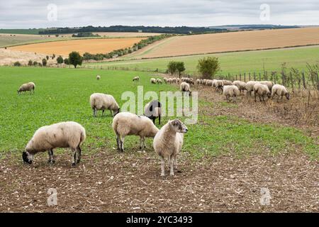 Schafweiden auf den Berkshire Downs, West Ilsley, Berkshire, England, Vereinigtes Königreich, Europa Stockfoto