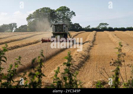 Mähdrescher im Einsatz auf dem Feld der goldenen Gerste, in der Nähe von Kingsclere, Hampshire, England, Vereinigtes Königreich, Europa Stockfoto