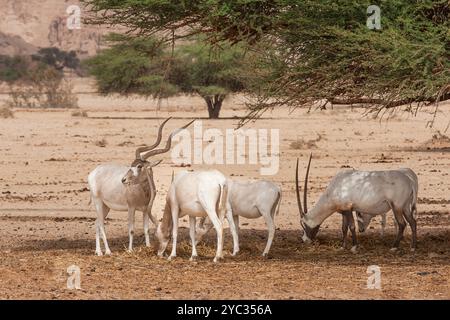 Addax (Addax nasomaculatus) مهاة أبو عدس ist eine vom Aussterben bedrohte Wüstenantilope, die in Israel in freier Wildbahn ausgestorben ist. Fotografiert in der Yotvata Hai-Bar Nat Stockfoto