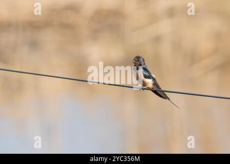 Scheunenschwalben (Hirundo rustica) خطاف المخازن auf einem Draht. Schwalben sind saisonale Besucher auf der nördlichen Hemisphäre, die so lange Wege ziehen Stockfoto