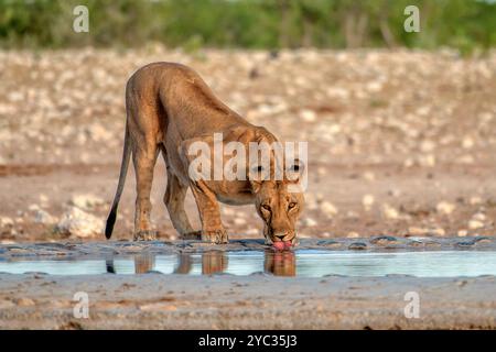 Löwens Trinkwasser fotografiert im Etosha Nationalpark Namibia, Afrika, Stockfoto